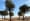The Ghaf Tree